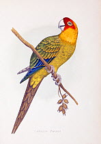 Illustration of Carolina parrot (Conuropsis carolinensis) from W. T. Greene Parrots In Captivity, George Bell and Sons, 1884 - 1887. Wood engraving by Benjamin Fawcett after drawings by A.F. Lydon. Th...