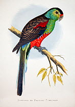 Paradise parrot (Psephotus pulcherrimus) illustration from W. T. Greene Parrots In Captivity, George Bell and Sons, 1884 - 1887. Wood engraving by Benjamin Fawcett after drawings by A.F. Lydon. Extinc...