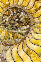 Sectioned fossil ammonite where the shell material has been replaced by pyrites, and the empty cavities of the shell have filled during fossilisation with crystalised yellow/green calcite preserving d...