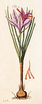 Illustration of Saffron crocus (Crocus sativus) and stigmas - or threads, used as seasoning and food colouring and worth more than its weight in gold. From Friedrich Johann Justin Bertuch's 'Bilderbuc...