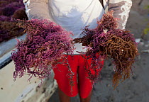 Agar seaweed (Eucheuma cottonii) seaweed grown commercially on long lines in the shallow waters off southern Sulawesi, Indonesia. It is used in the production of agar / carrageenan, important products...