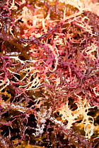 Agar seaweed (Eucheuma cottonii) seaweed grown commercially on long lines in the shallow waters off southern, drying in the sun. Sulawesi, Indonesia. It is used in the production of agar / carrageenan...