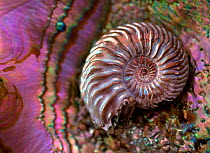 Ammonite (Cosmoceras proniae) from Jurrasic period, 165 million years ago, from Russia. Shown ithin the shell of modern Abalone (Haliotis sp.) This illustrates the preservation in the ammonite fossil...