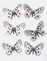 Series of paintings of Apollo butterflies (Parnassius apollo) showing variation between subspecies. By unknown European artist, from 1875.