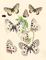 Illustration of Apollo butterflies (Parnassius apollo) and the False Apollo (Parnassius mnemosyne) as well as chrysalis and Sedum foodplant,  By unknown European artist, 1875.