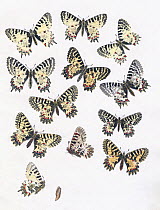 Illustrations of Southern, Eastern and Spanish Festoon butterfly (Zerynthia spp.) by an unidentified European Artist, 1875.