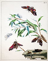 Illustration of Eyed hawk moth (Sphinx occelata) and White ermine moth (Spilosoma lubricipeda) and food plant, from the  Aurelian by Moses Harris, 1776.