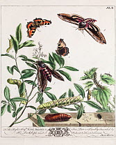 Historical illustration of Privet hawkmoth (Sphinx ligustri), and Small tortoiseshell butterfly (Aglais urticae) showing 'aurelian' chrysalis. Plate II in the first edition of the Aurelian by Moses Ha...