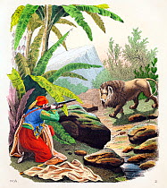 Historical illustration of local man hunting Barbary lion  (Panthera leo leo) 1853 Engraving. Extinct in the wild, with possible zoo specimens claimed to be pure Barbary lion.