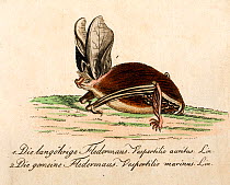 Long eared bat (Plecotus sp.)  with original hand colour, from Bechstein 'Getreue Abbildungen Naturhistorischer', 1796.