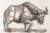 European bison (Bison bonasus) Gesner Woodcut from 'Icones Animalium' 1560.Vulnerable species.