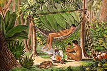 Historical illustration of extinct Puri tribe from North Coast of South America. Mother and child, and man in hammock, with poison dart frog held over fire to collect its toxin, used for poison darts...