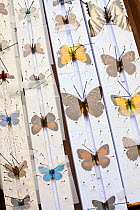 European butterflies on a collector's setting board. Collecting butterflies was a common hobby in Britain and Europe from the 18th to 20th century, as well as widespread for collections in museums.