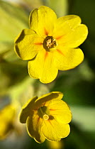 Portraits of Cowslip (Primula veris) flowers,  pin and thrum eyed,  showing heterostyly ie  stigma at different positions. This was noted by Darwin and shows a mechanism to avoid self fertilisation.