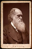 Woodbury type photographic portrait of Charles Darwin with his signature, taken around 1874.