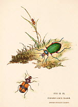 Illustration of Greater crucifix beetle (Panagaeus cruxmajor) from  Donovan's 'Natural History of British Insects', circa 1806.