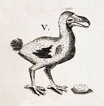 Historical copper plate illustration of Dodo (Raphus cucullatus) and gizzard stone for 'Historiae Naturalis' illustrated by Caspar and Mathias Merian,  1657 before it became extinct