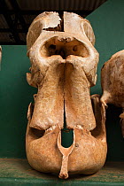 Skull of an Asian elephant (without its tusks) showing how the high nasal orifice for the trunk gives the impression of a single large eye socket. There is evidence that fossil elephant skulls (prehis...