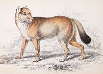 'The Falkland Island Aguara dog' the extinct Falkland wolf (Canis antarctus / Dusicyon australis) plate 23 steel engraving with hand colouring as issued. From  'Natural History of Dogs' Charles Hamilt...