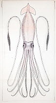 Giant squid (Architeuthis ) illustration in 'The Cephalopods of the North-Eastern Coast of America' by A.E. Verrill, Transactions of the Connecticut Academy of Sciences, vol. 5, Dec. 1879