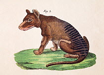 Thylacine (Thylacinus cynocephalus) plate from F.J. Beruch 'Bilderbuch fur Kinder' 1821.