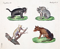Illustrations of Thylacine (Thylacinus cynocephalus),  Tasmanian Devil (Sarcophilus harrisii) Koala (Phascolarctos cinereus) and Possum (Pseudocheirus spp.)  from F.J. Beruch 'Bilderbuch fur Kinder' 1...
