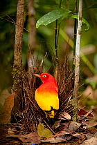 Flame bowerbird (Sericulus aureus) male with bower with berries, Papua New Guinea