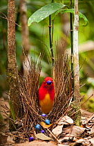 Flame bowerbird (Sericulus aureus) male decorating bower with berries tp attract females, Papua New Guinea.
