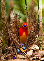 Flame bowerbird (Sericulus aureus) male decorating bower with berries to attract females, Papua New Guinea.