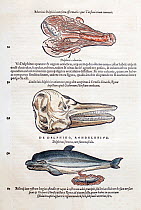 Woodcut illustration of dolphin's placenta, skull and birth by Gesner. Gesner 'Icones Animalium', 1560. Generally animals were grouped by habitat, so dolphins were thought of as fish. However Gesner d...