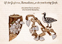 Illustration from John Gerard 'The Herball or General Historie of Plantes' 1597. This image shows the legend that geese were born from barnacles