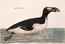 Illustration of Great auk (Pinguinus impennis) swimming, from Welsh naturalist Thomas Pennant's book 'British Zoology' 1776 .This species, now extinct was last sighted in 1852 on the Grand Banks of Ne...