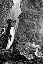Antique copper plate illustration of  Great auk ( (Pinguinus impennis) circa 1850, this species, now extinct was last sighted in 1852 on the Grand Banks of Newfoundland.