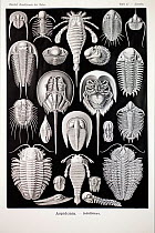 Illustration of Trilobites ' Aspidonia' from Ernst Haeckel's Kunstformen der Natur published 1899-1904