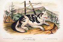 Copperplate engraving of Hare dog with contemporary hand colouring from 'The Viviparous Quadrupeds of North America' by John James Audubon and John Bachman, originally published in three volumes (1845...