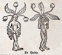 Woodblock illustration of Mandrake (Mandragora) from two pages of the Ortus (Hortus) sanitatis - translated from the Latin as 'Garden of Health' by Jacob Meydenbach, 1491. He describes plants and animals (both real and mythical) together with minerals and medicine.  The mandrake has a wrinkled forked root which is supposed to looks like a human body.