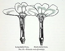Illustration of Cowslips (Primula veris) from 'Darwinism' by Alfred Wallace 1889. In 1862 Darwin reported how Primula plants have two forms of flowers, pin and thrum eyed,  differing in the height and...