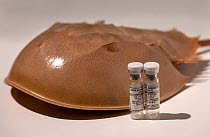 Horseshoe crab (Limulus polyphemus) specimens with tubes of Limulus amebocyte lysate, harvested from the Horseshoe crabs blood, which is used for detection of bacterial contamination in medical applic...