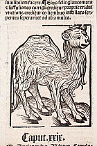 Woodblock illustration of a camel from Ortus (Hortus) sanitatis 1491 - translated from the Latin as 'Garden of Health'. This is the first printed illustration of a camel in literature.  The Hortus was...
