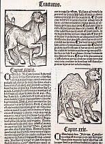 Woodblock illustration of Camels from Ortus (Hortus) Sanitatis 1491  - translated from the latin as 'Garden of Health'. This is the first printed illustration of a camel in literature. The Hortus was...