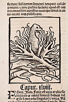 Woodblock illustration of a Phoenix in her nest of fire from Ortus (Hortus) Sanitatis 1491- translated from the Latin as 'Garden of Health'.  The Hortus was the first printed natural history encyclopa...