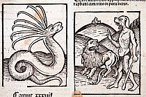 Woodblock illustration from Ortus (Hortus) sanitatis - translated from the Latin as 'Garden of Health'. Showing the snake Cerastes and the cyanocephalus dog headed man. The Hortus was the first printe...