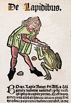 1491 Woodblock illustration of from Ortus (Hortus) sanitatis - translated from the Latin as 'Garden of Health'. Shows an apothecary removing a toad stone bezoar from a large toad's 'third eye'. Toad s...