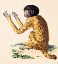 Illustration of a Black headed uakari (Cacajao melanocephalus) engraving from a sketch by Alexander von Humboldt and Aime Bonpland, included in their volume on comparative zoology and anatomy. The ske...