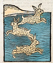 Woodblock illustration of Sea Hares from Ortus (Hortus) Sanitatis 1491 - translated from the Latin as 'Garden of Health'. During the middle ages all manner of land animals were thought to have their o...