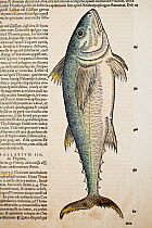 Woodcut of Medditeranean Bluefin Tuna (Thunnus thynnus) by Conrad Gesner Woodcut.  From 'Icones Animalium'  1560.