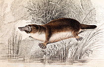 Duck billed platypus (Ornithorhynchus anatinus) engraved by W. Lizars. From 'The Natural History of Marsupialia or Pouched Animals' 1841 by G.R. Waterhouse.