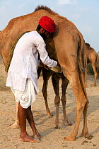 Tribesman from Northern India milking a Dromedary camel (Camelus dromedarius) while juvenile stimulates milk production by nuzzling. Juvenile camels are a reservoir for middle east respiratory syndrom...
