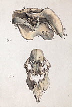 Historical illustration of Dugong skull from late 18th century. The most notable characteristic of the dugong skull is its deflected (down-turned) rostrum, an evolutionary adaptation to its role as a...