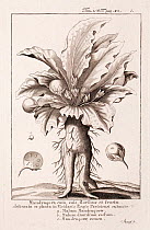 Historical illustration of Mandrake (Mandragora officinarum) flowers and fruits from the Paris Royal Botanic Garden. Engraving by Stumpf, in 'Dictionarium, Historicum, Criticum, Chronologicum, Geograp...